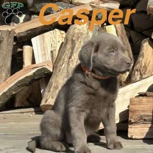 Casper, Silver Labrador Retriever Puppy